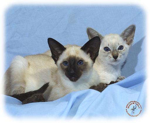 Siamese Cat 9W055D-087.JPG